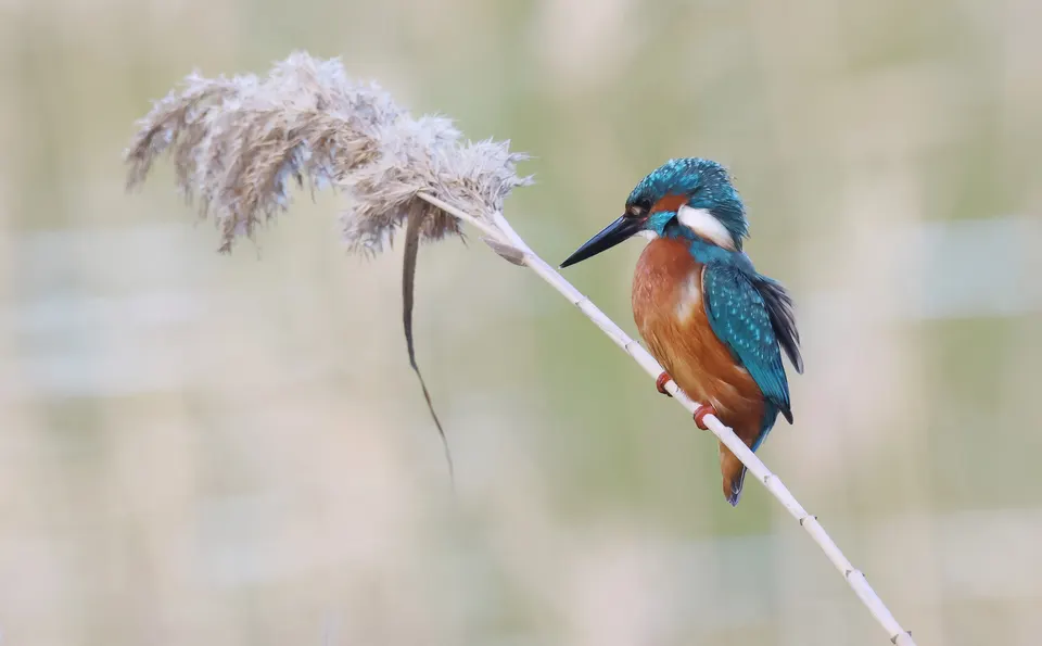 A kingfisher perched on a reed at Simar Nature Reserve