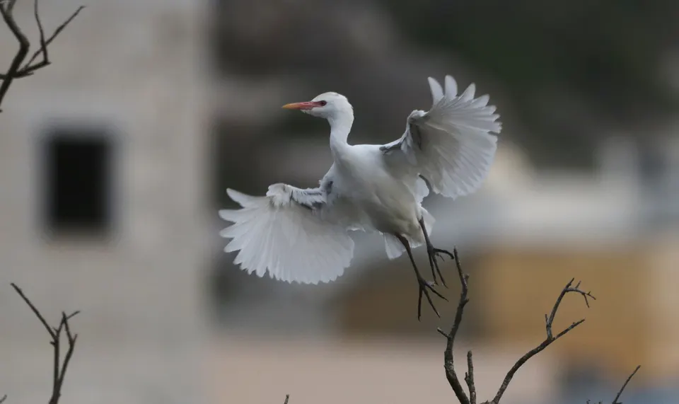 A cattle egret landing at Simar Nature Reserve